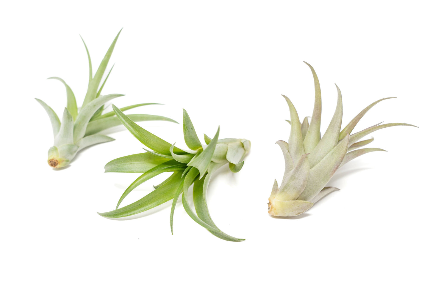 Large Tillandsia Green Abdita Air Plants