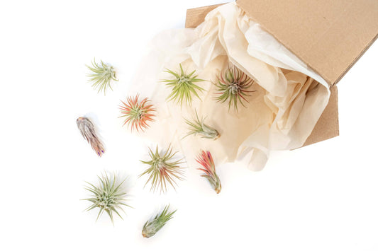 Tillandsia Ionantha Air Plants - Assorted varieties 1-3"