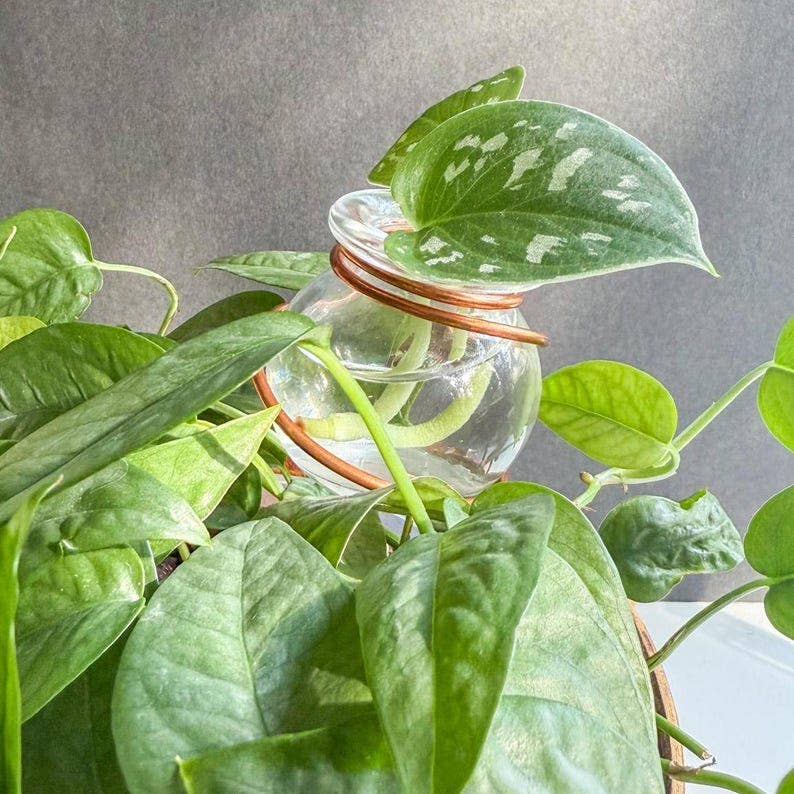 Copper Fish Bowl Propagation Stake™