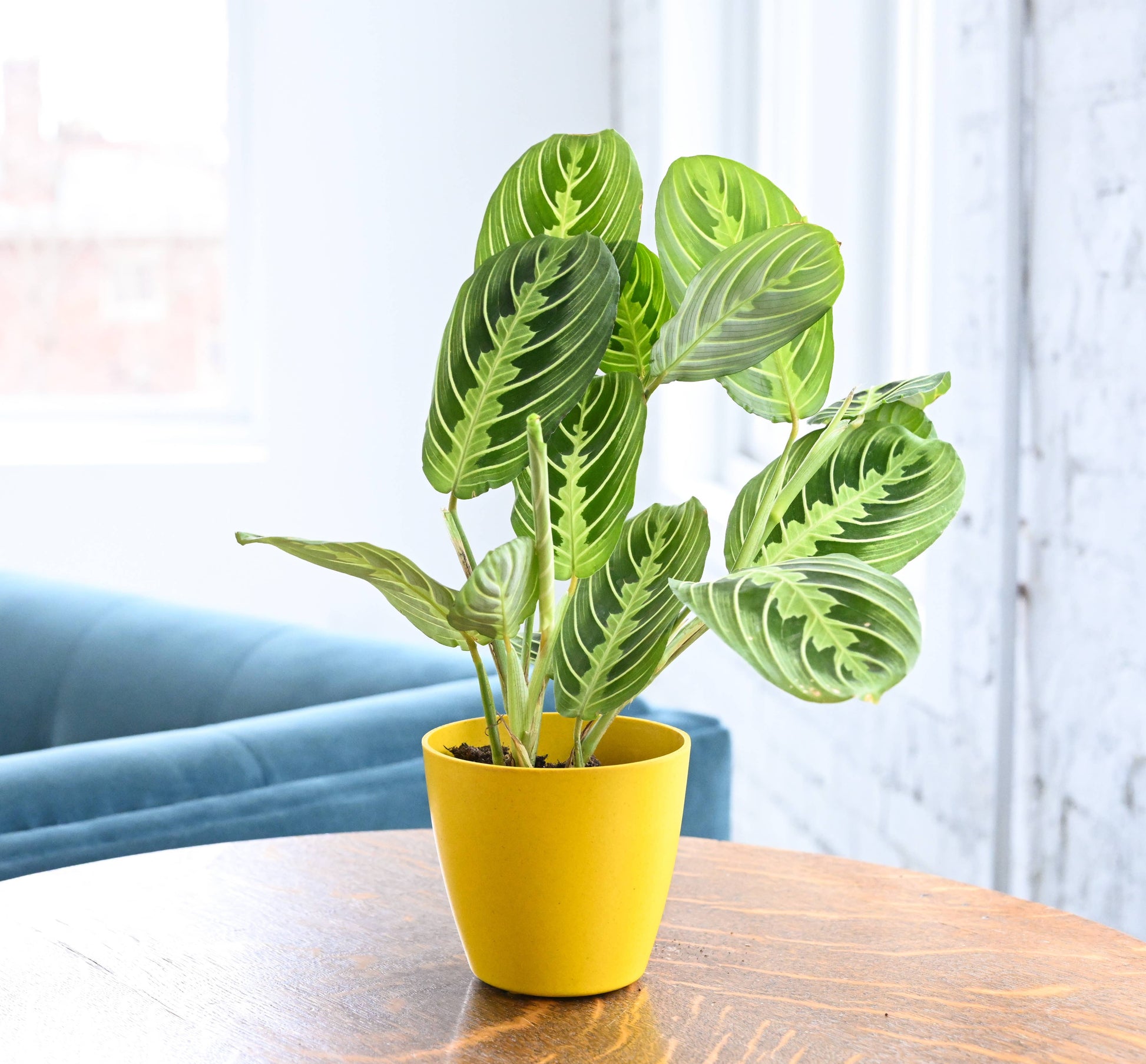 lemon lime prayer plant Lemon Lime Prayer Plant