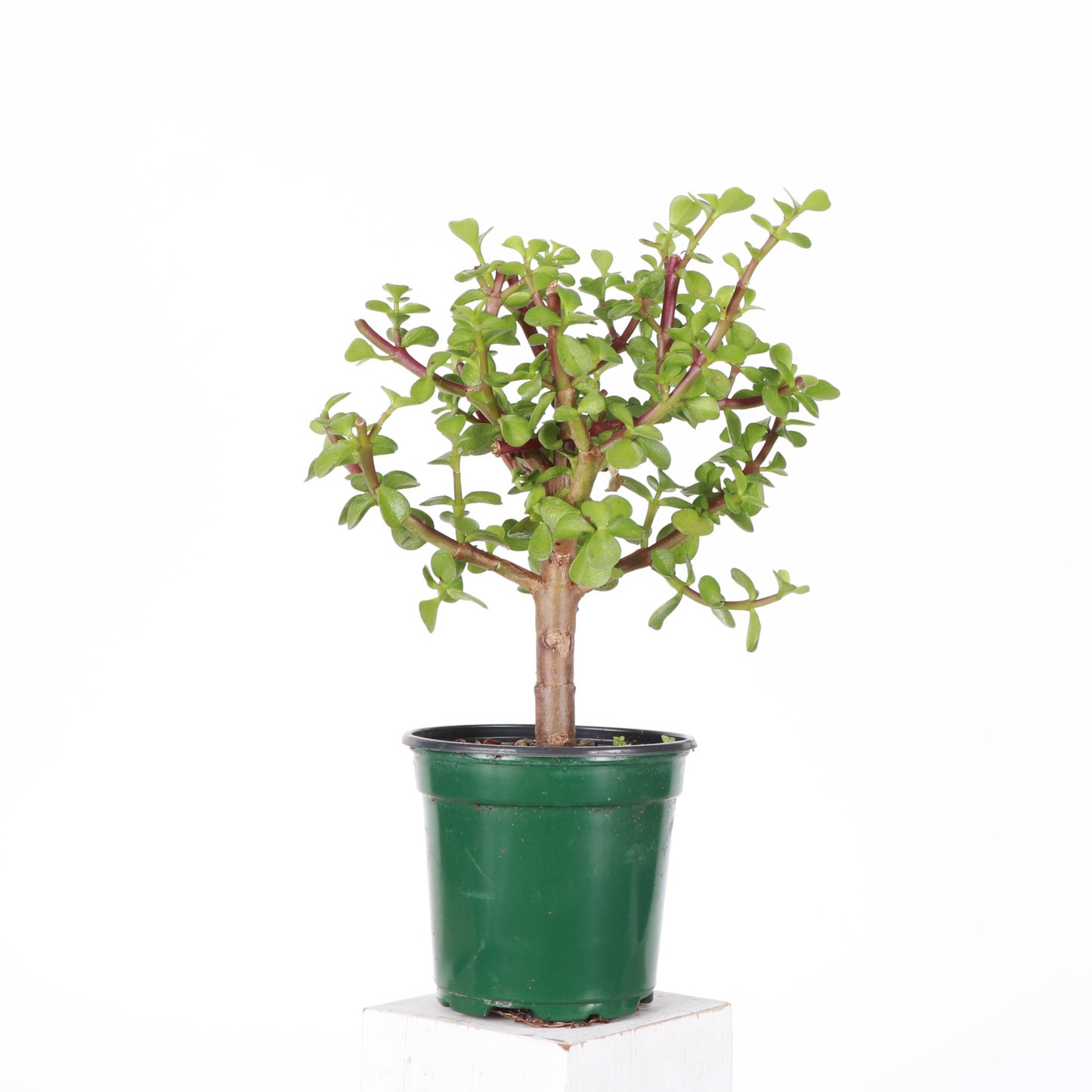 bonsai jade plant for sale Jade Bonsai Tree