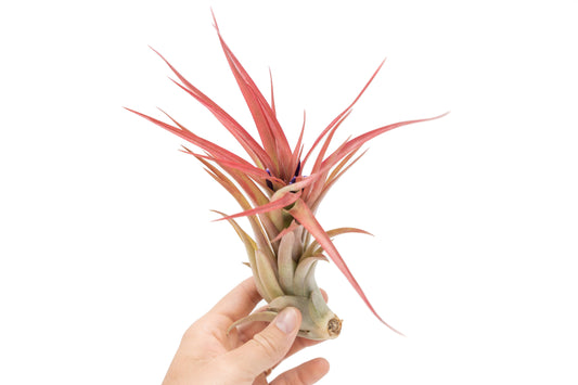 Large Tillandsia Green Abdita Air Plants