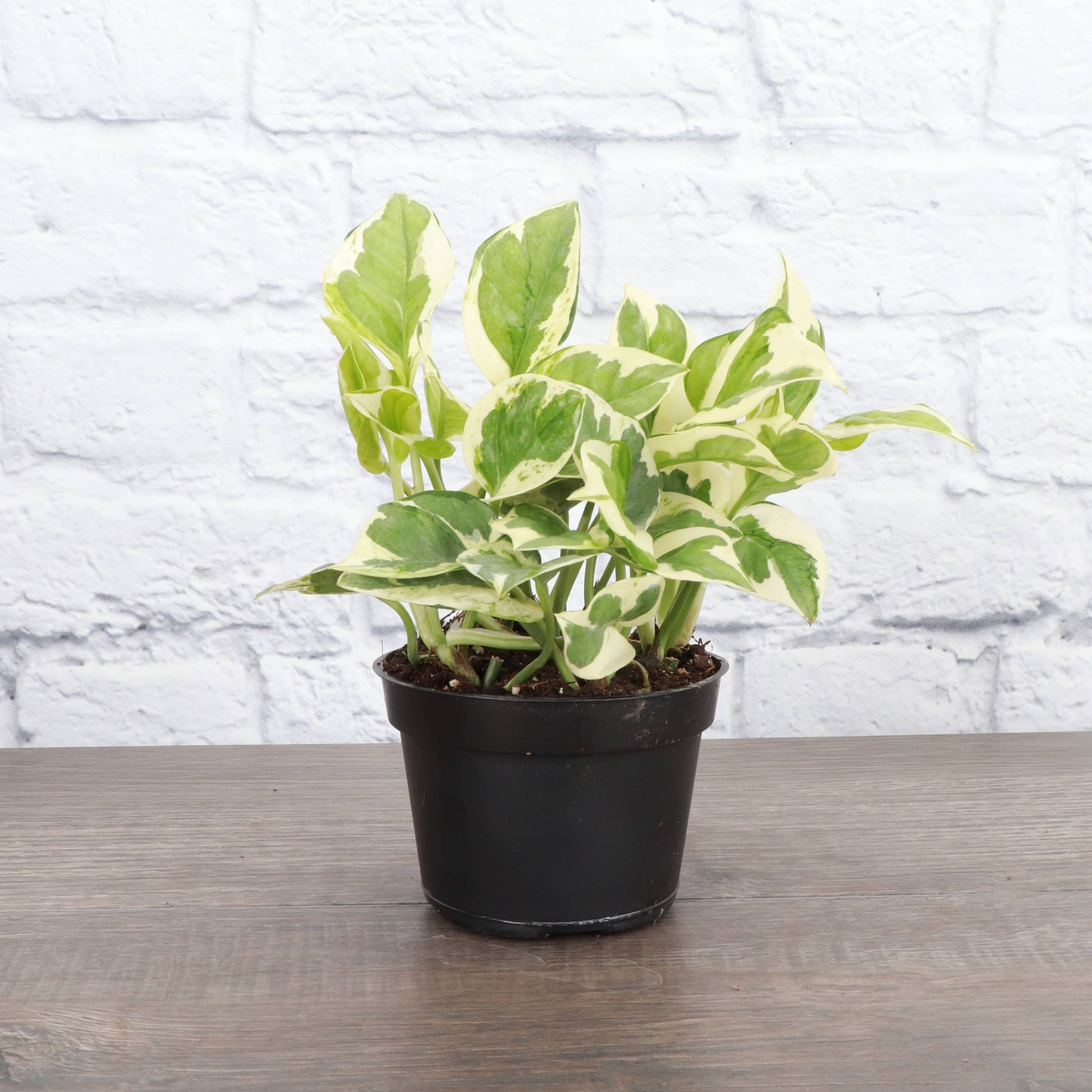 jade pothos flowers Pearls and Jade Pothos