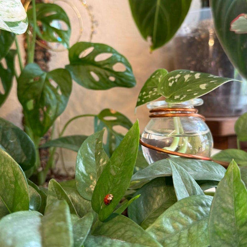 Copper Fish Bowl Propagation Stake™