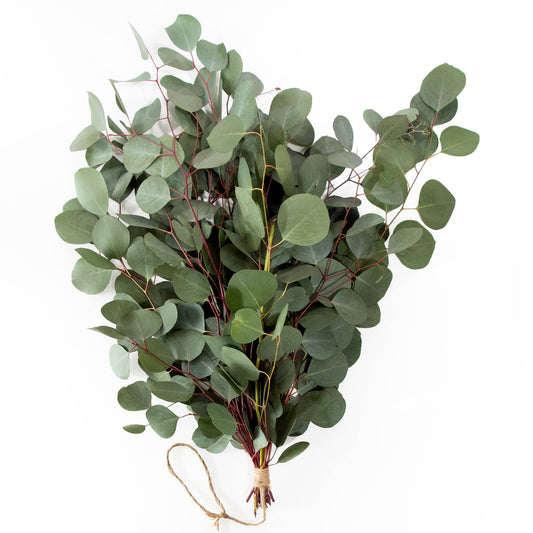 Fresh Eucalyptus Silver Dollar + Baby Blue Mixed Bunches