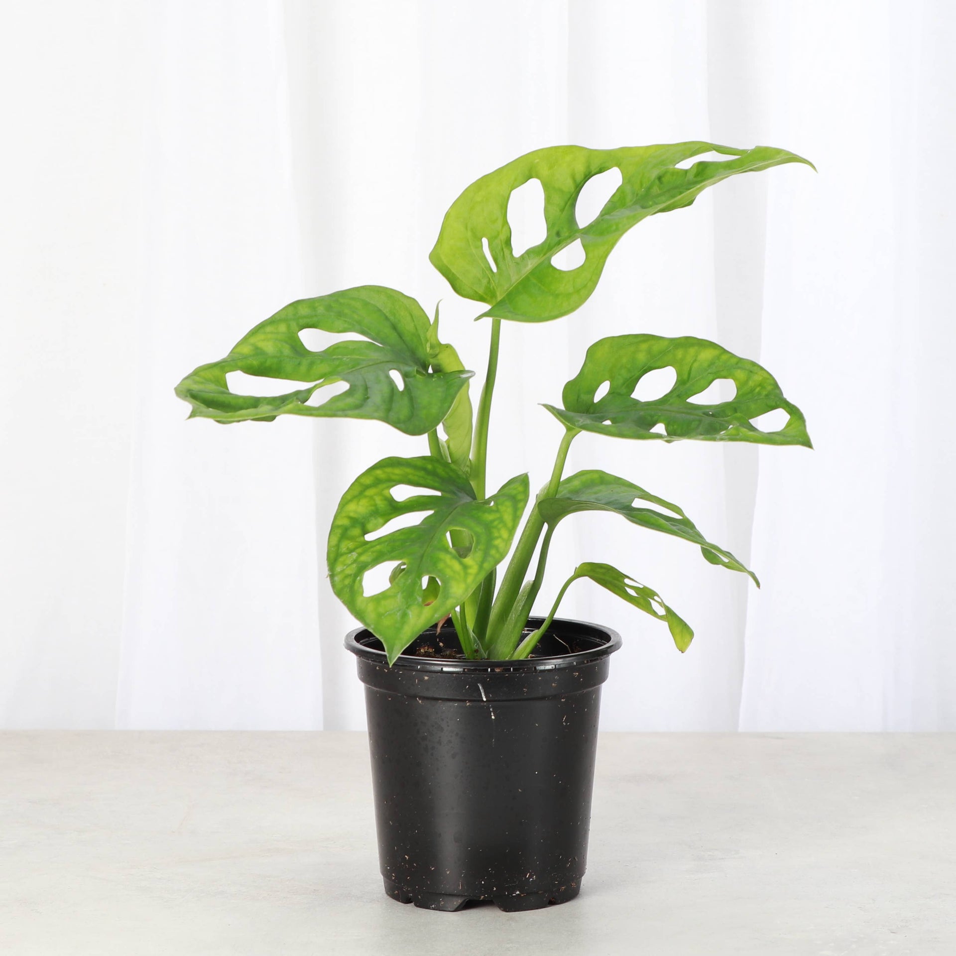 where can i buy a swiss cheese plant near me Swiss Cheese Plant, Monstera Adansonii