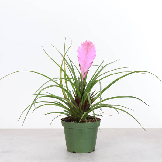 Pink Quill Bromeliad - 4" Live Plant