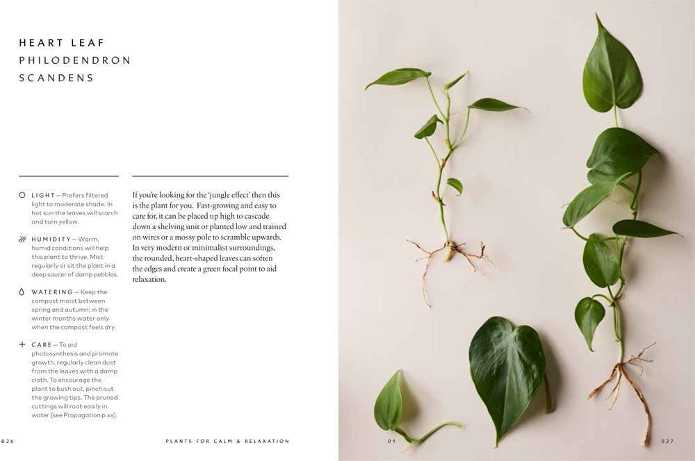 The Healing Power of Plants By Fran Bailey