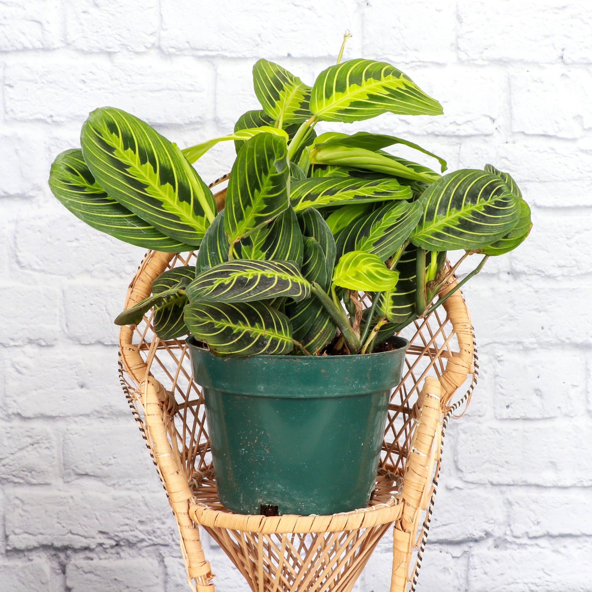 lemon lime prayer plant for sale Lemon Lime Prayer Plant