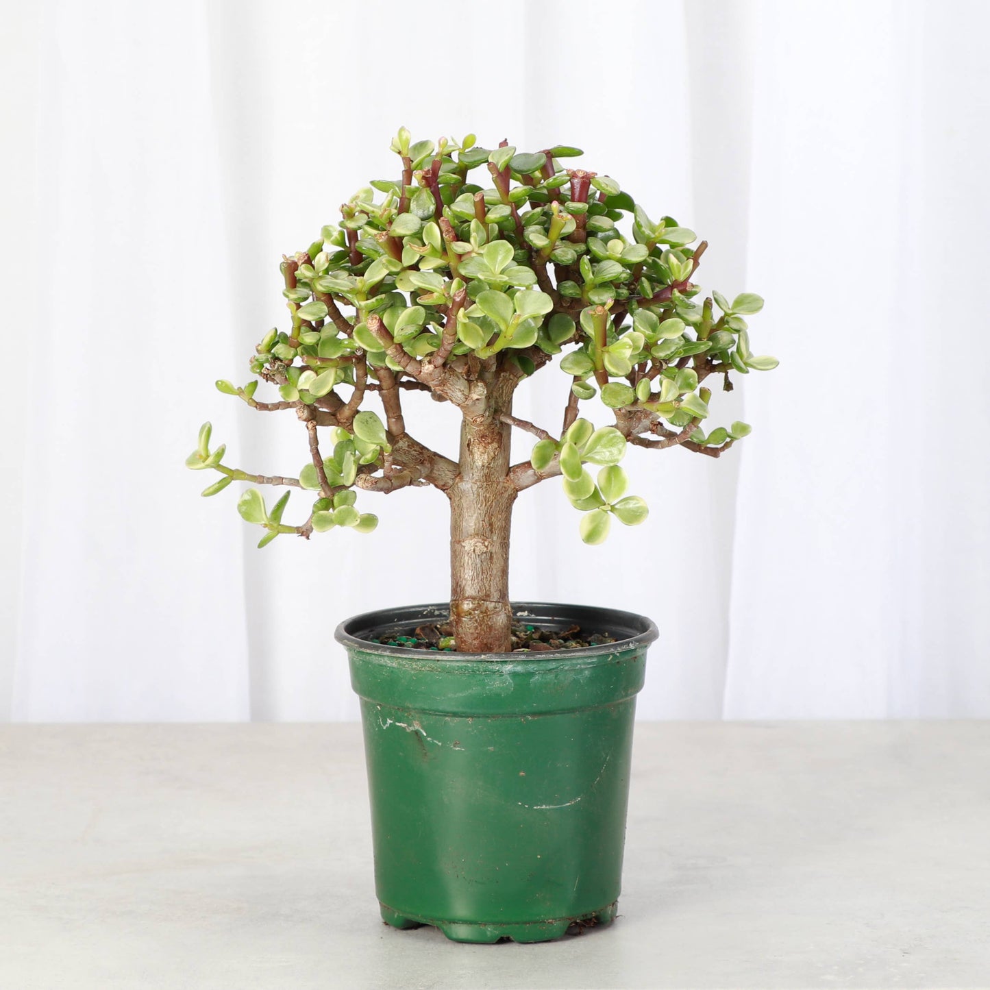 Jade Bonsai Tree - 4" Live Plant