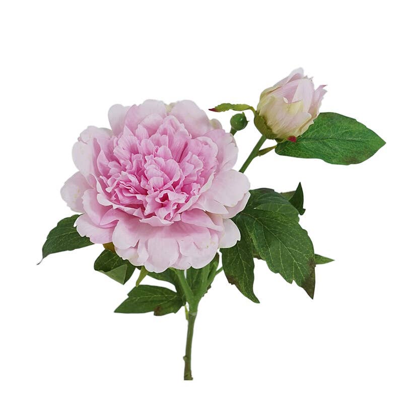 25.5"- Real Touch Peony Stem-2 Blooms