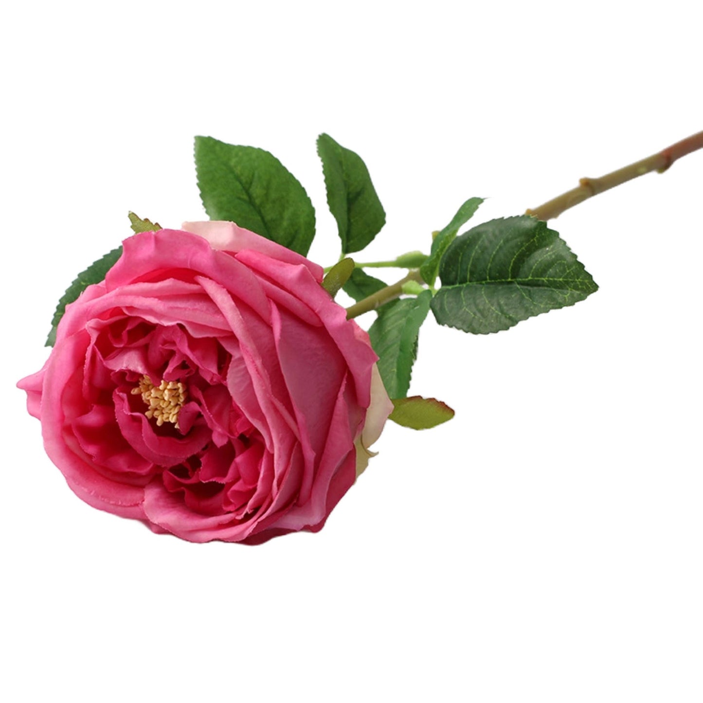 17"OR 24"Premium Real touch English Austin Cabbage Rose Stem