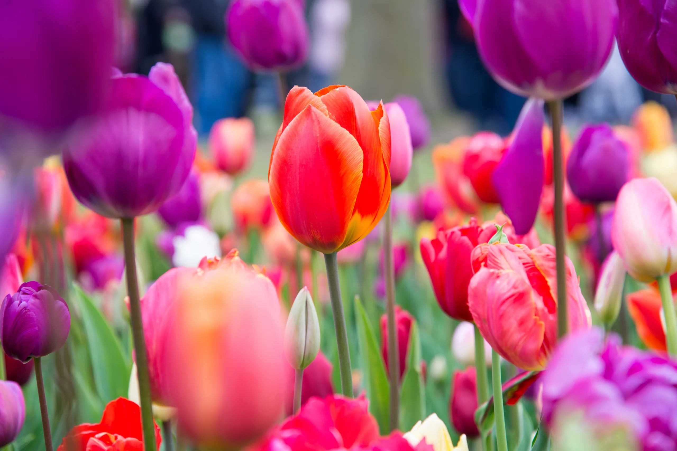 June Month Spring Spring Subscription - (May/June) One Month - Coastal Flower Co.
